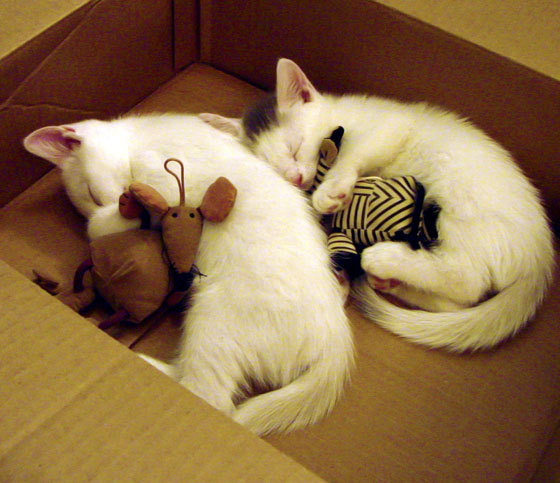 全国青少年射箭锦标赛精彩纷呈,群雄逐鹿,全国青少年射箭比赛