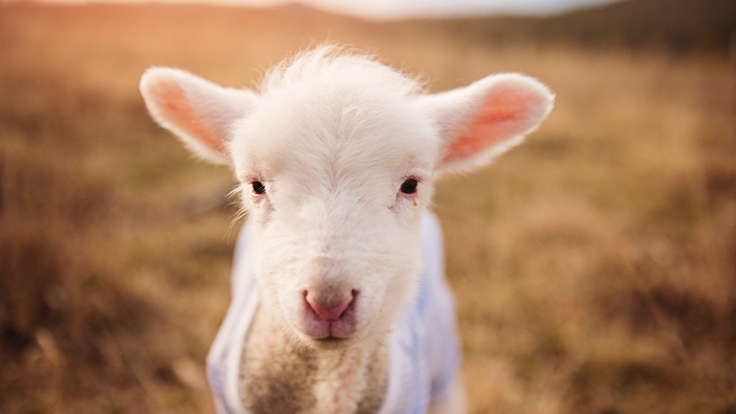 年度十佳球:谁的哪颗射门最震撼人心?,10佳球