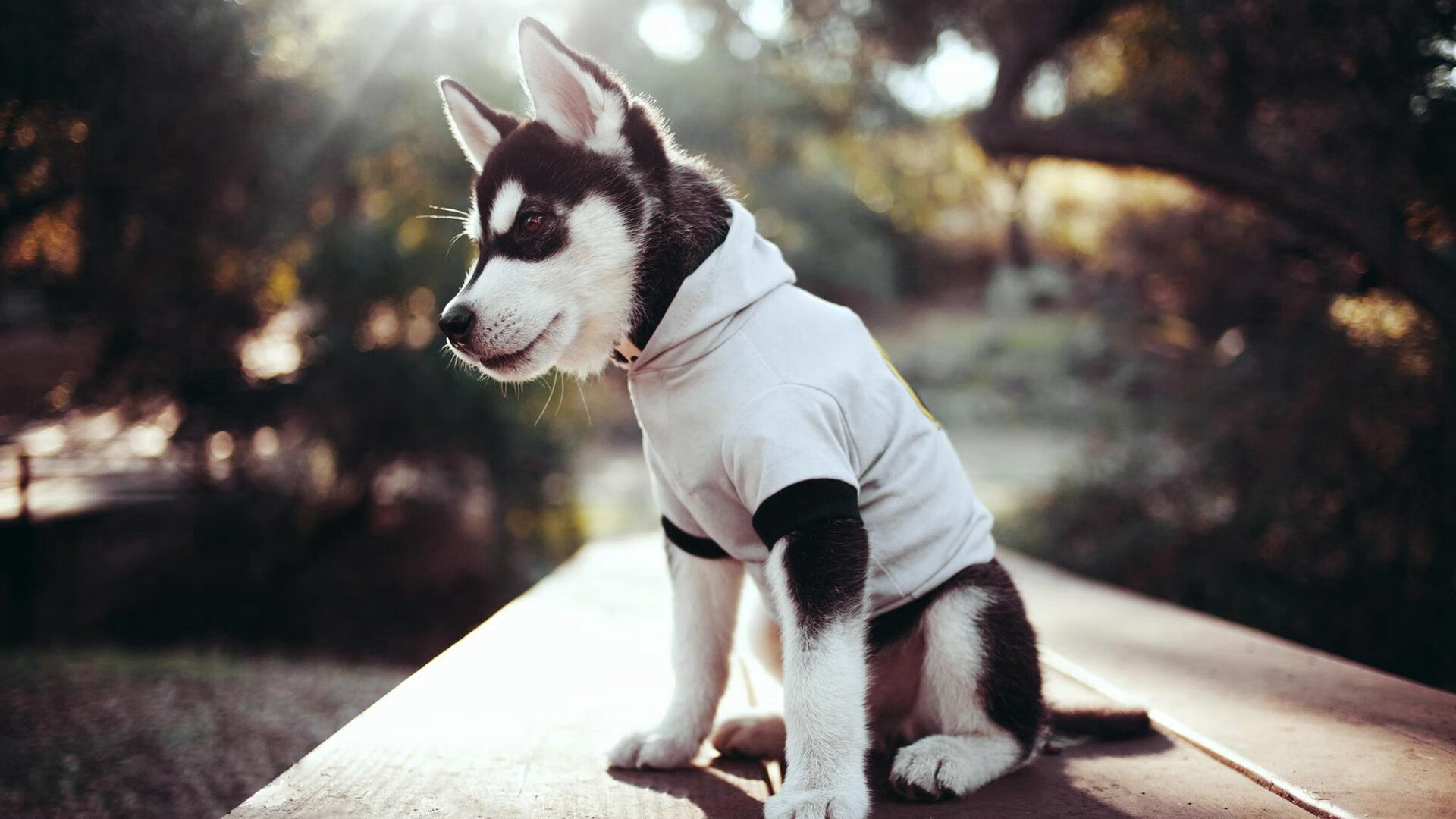 德甲球队通过实时心率监测系统制定差异化恢复策略