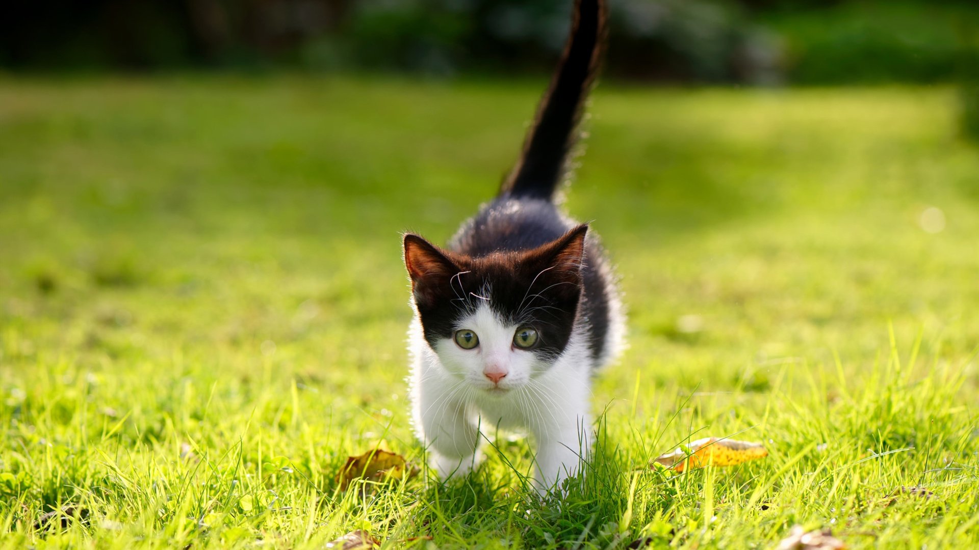 运动项目发展现状与全民参与策略研究,运动项目的发展趋势