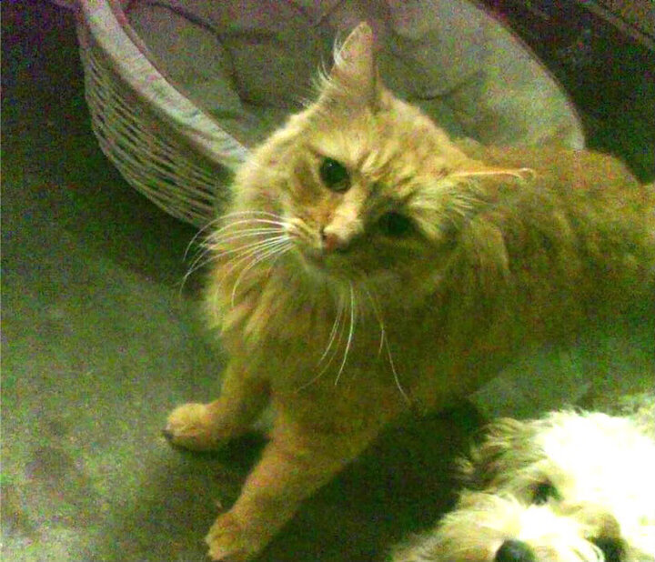 “美洲球队强势突围,南美火药味十足”