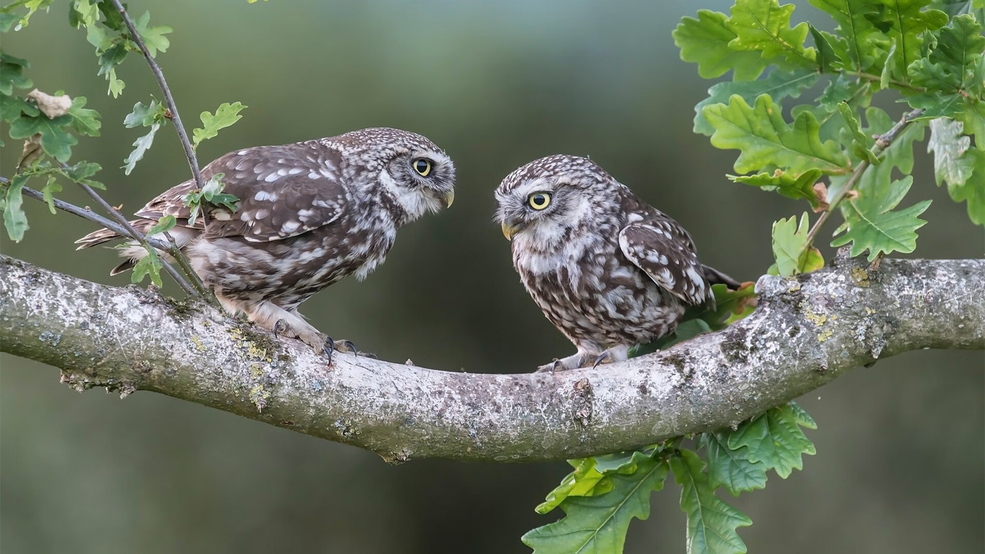 开云体育官网登入-体育新闻中心发布多平台赛事转播适配解决方案，体育赛事转播是否构成作品