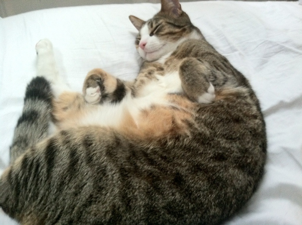 开云体育官网登入-依赖国内俱乐部培养体系推动国家队崛起，依赖国内俱乐部培养体系推动国家队崛起的原因