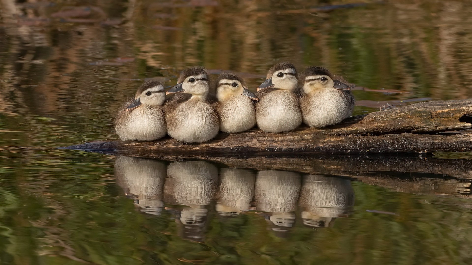 开云体育登录-埃及队在2024年混合团体世界杯上的快速进步，埃及足球世界杯