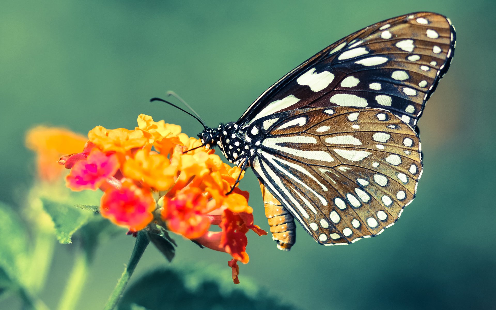 基层青训教练薪资水平低迷,青训教练是什么意思