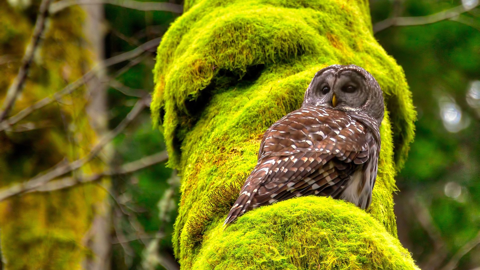 开云ky官网-职业联赛中本土球员成长受阻，职业联赛选手
