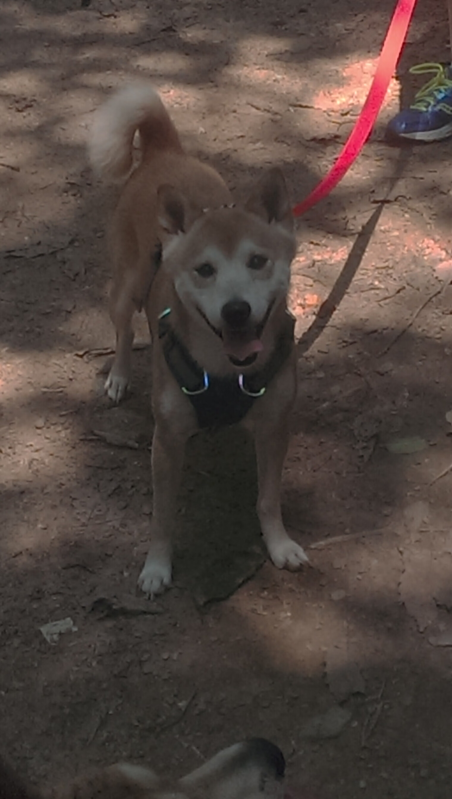 开云体育官网登入-联赛中期战术打法趋同是否降低技术流球队胜率